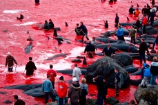 Убийство дельфинов на Фарерских островах