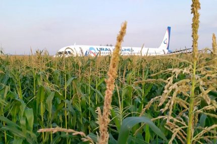 Авиалайнер в кукурузном поле