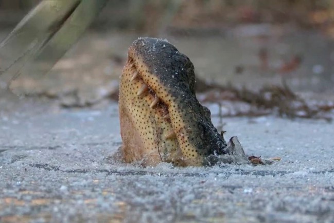 В США из-за аномальных холодов крокодилы вмерзли в лед, но они не погибли