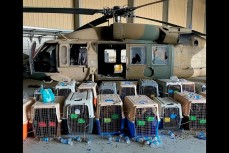 Клетки со служебными собаками брошенными американскими военными в Кабуле
