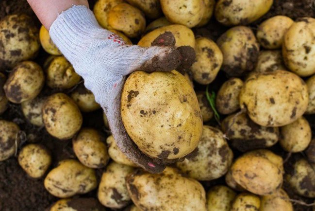 Картофель по цене мяса в России