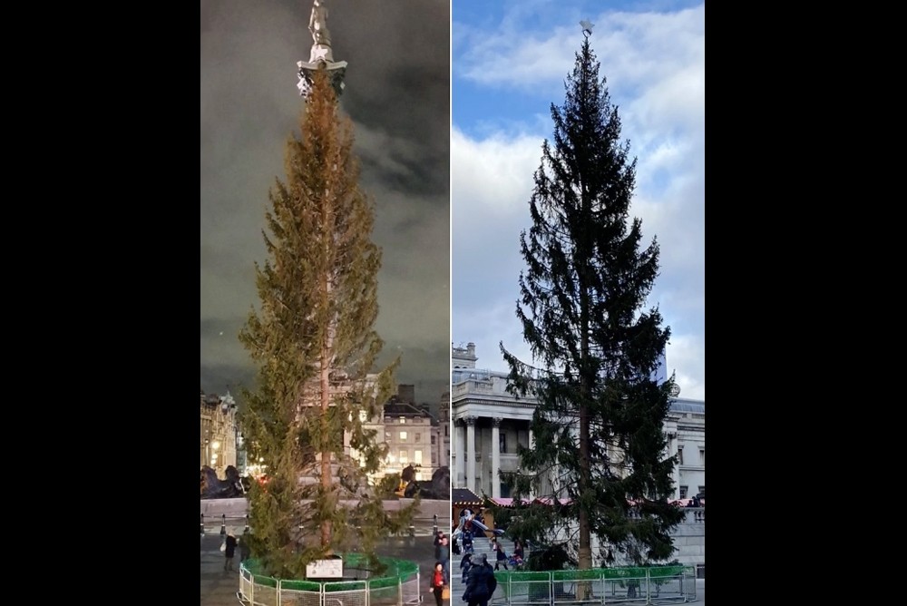 Норвегия подарила Великобритании ободранную рождественскую ёлку, её установили на Трафальгарской площади