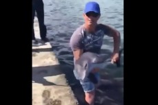 В Новороссийске поймали на спиннинг дельфиненка