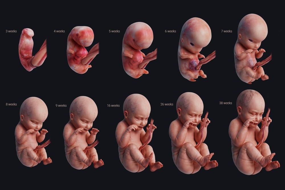 Стадии развития эмбриона человека