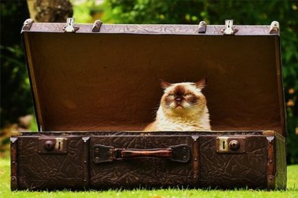 Кот в чемодане.