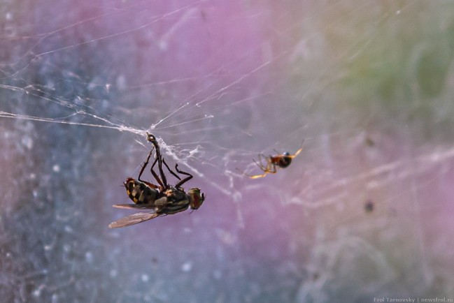 Последние минуты жизни мухи, которая попала в сети паука