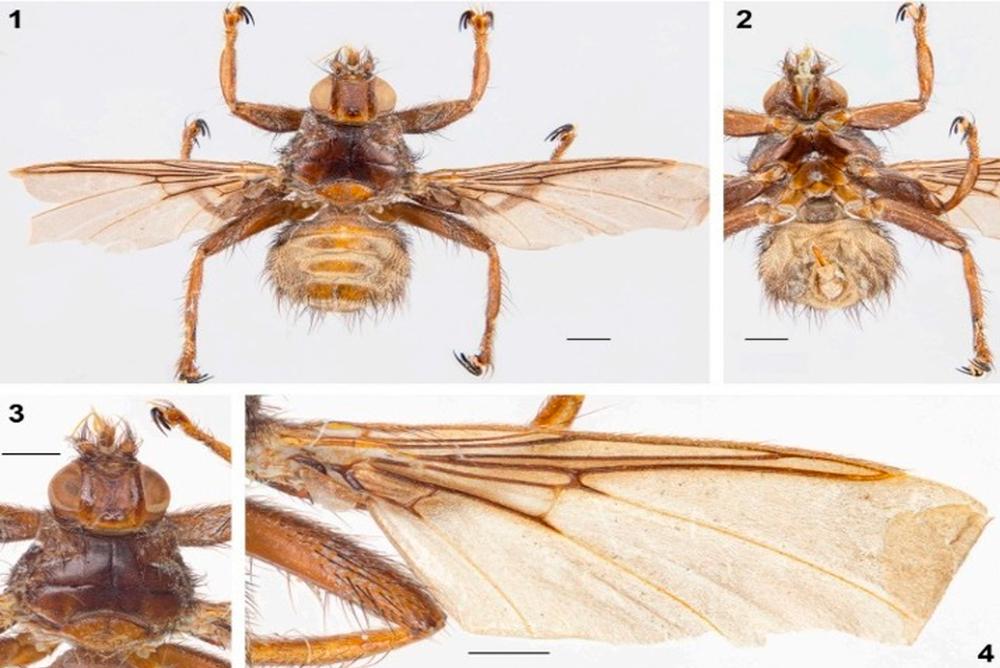 Ученые обнаружили опасное насекомое в Иркутской области: муха-кровососка Ornithomya helvipennis
