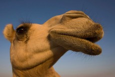 Более 40 верблюдов не допустили до участия в Конкурсе красоты из-за ботокса