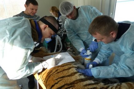 Раненой тигрице делают операцию