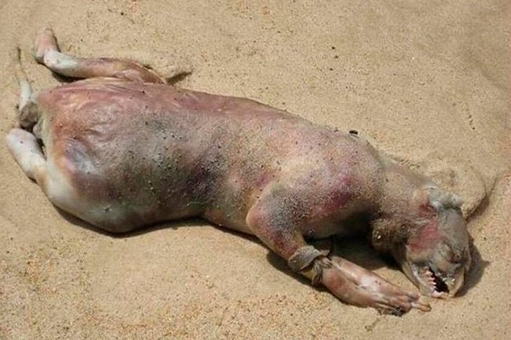 Странное существо обнаруженное на берегу Припяти