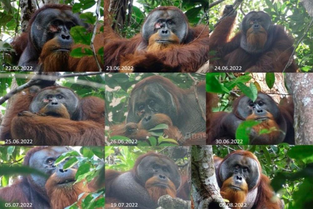Суматранский орангутан по имени Ракус вылечил себя при помощи трав