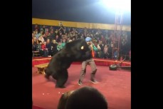 Нападение медведя на дрессировщика в цирке