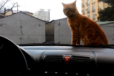 Кот по кличке Рыжий сидит на капоте автомобиля.