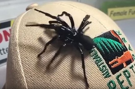 Сиднейский лейкопаутинный паук