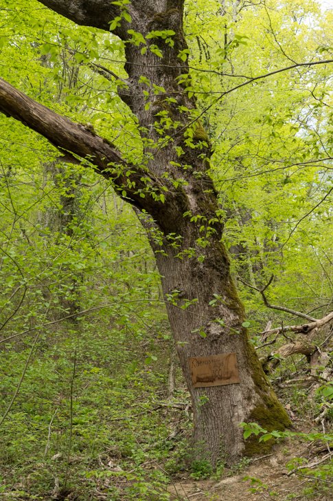 300-летний Кавказский дуб в лесу на Гебиусских водопадах