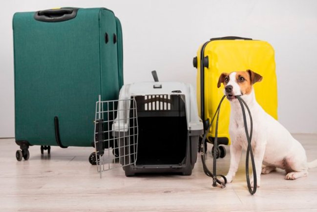 Перевозка животного без сопровождения: