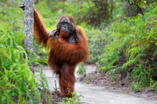 Исследование: орангутаны общаются на сленге, чтобы показать свою крутизну