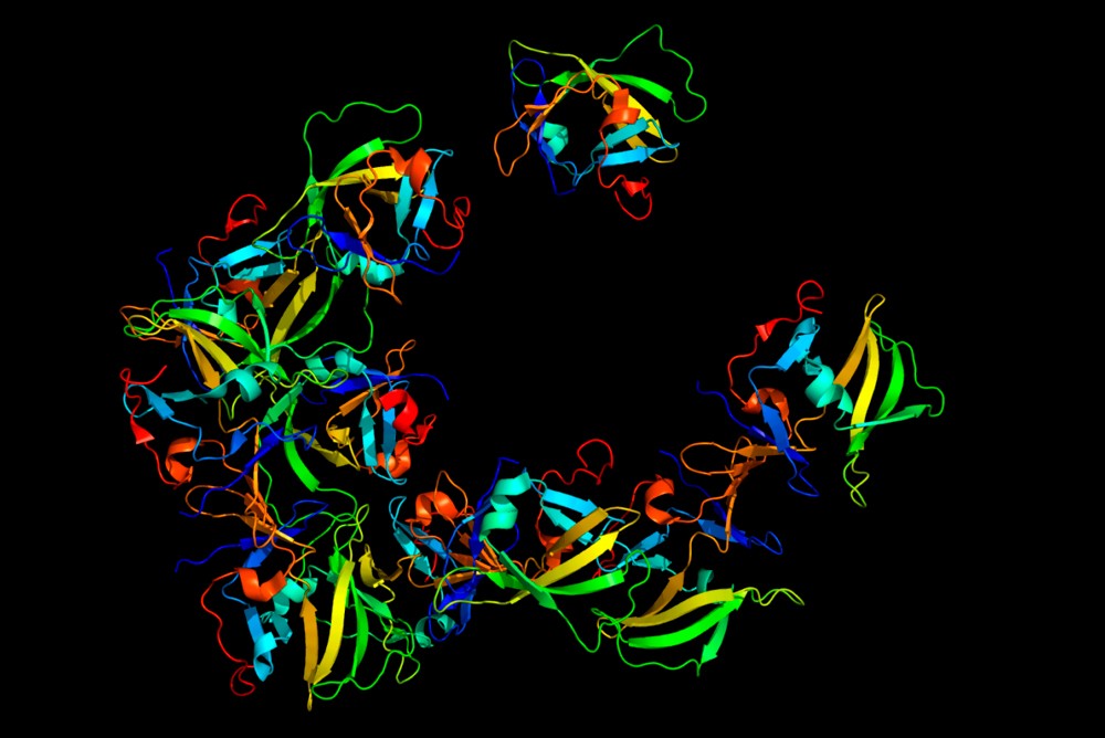 Структура рецептора RIG-I / © Wikimedia Commons