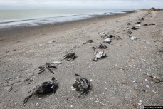 В Крыму берег Сиваша усеян трупами уток