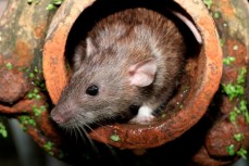 Крысы могут подхватить Covid-19 в канализации, переработать его и вернуть человечеству в виде новых вспышек пандемии