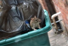 Бездействие Смольного привело к распространению крыс в Петербурге