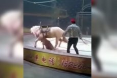 Львица атакует лошадь в китайском цирке
