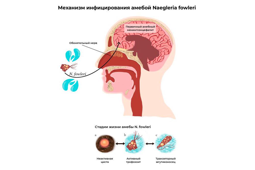 Механизм инфицирования амебой Naegleria fowleri