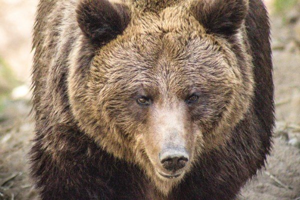 Нападение медведя на человека фото