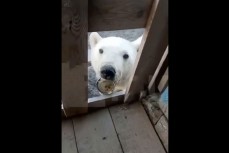 В Диксоне белый медведь с консервной банкой во рту пришёл за помощью к людям