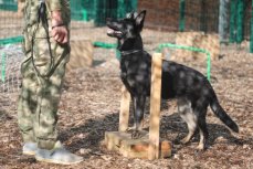 Как отучить собаку тянуть поводок