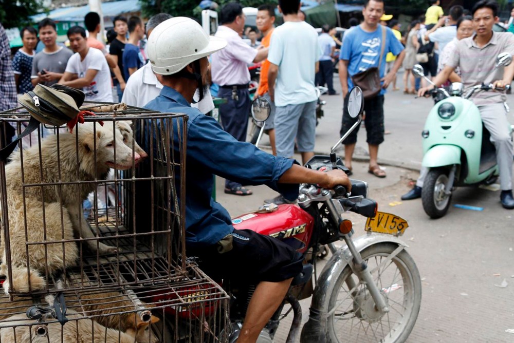 китайская сельская собака