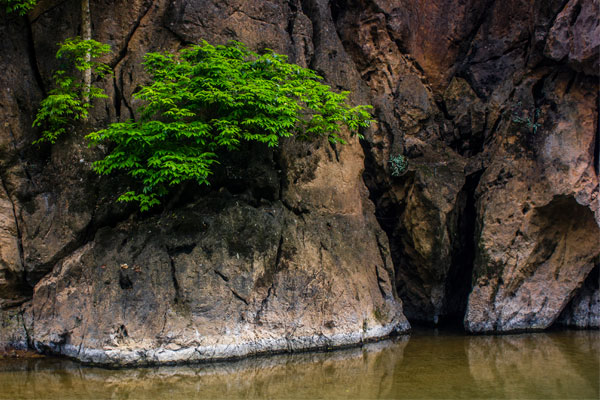Деревья на скалах. Фоннья. Вьетнам.