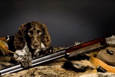 В Ленинградской области собака застрелила из ружья своего хозяина