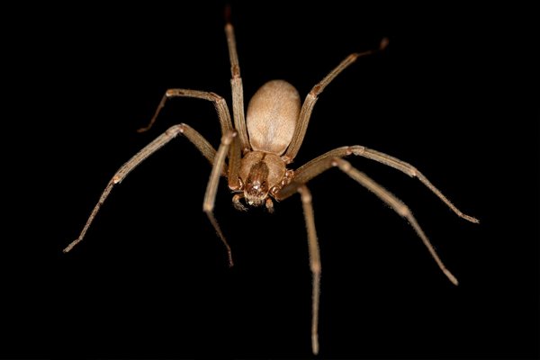 Коричневый паук-отшельник (Brown recluse spider)